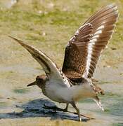 Common Sandpiper