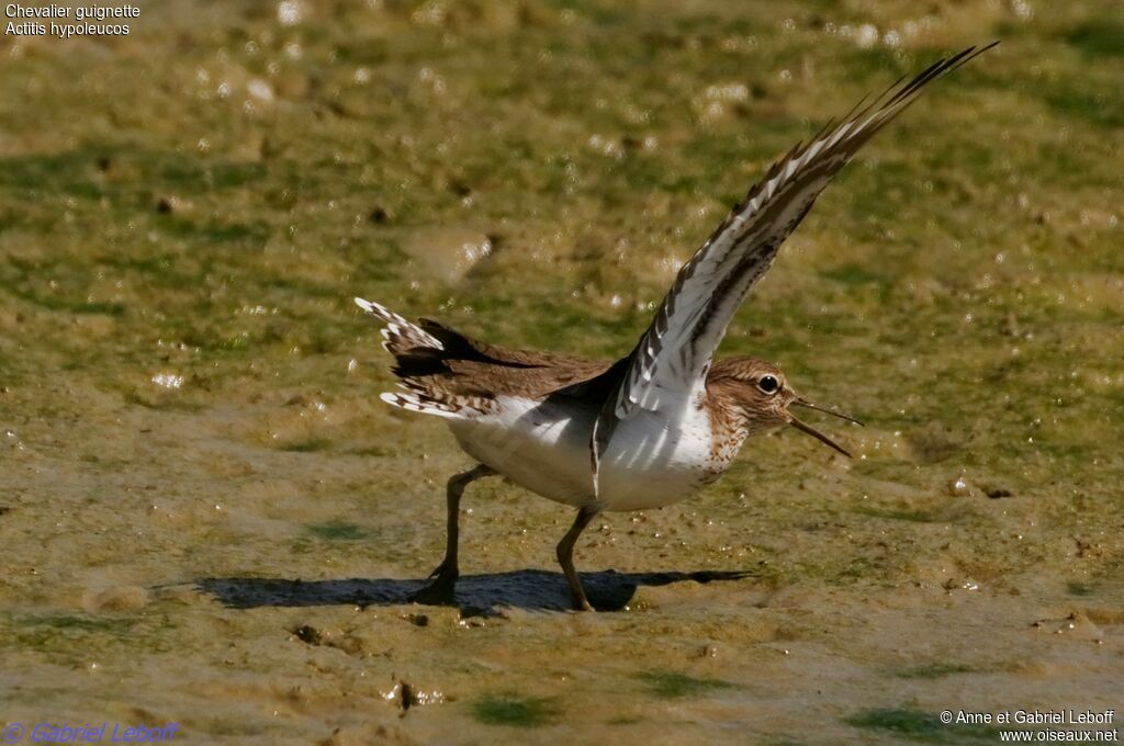 Common Sandpiper