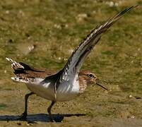 Common Sandpiper