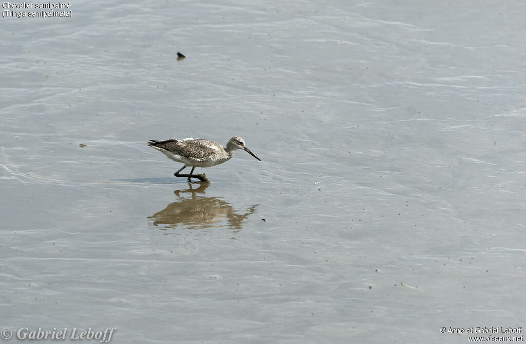 Willet