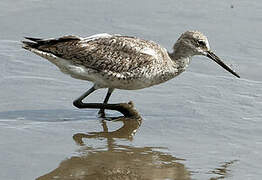 Willet