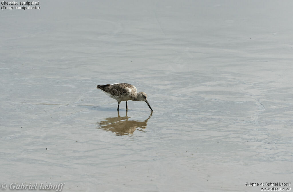 Willet