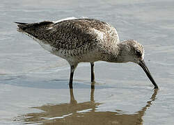 Willet