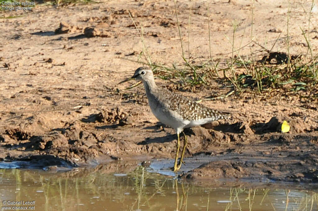 Wood Sandpiper