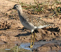 Wood Sandpiper