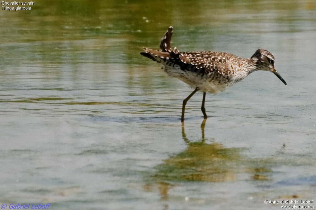 Wood Sandpiper