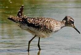 Wood Sandpiper