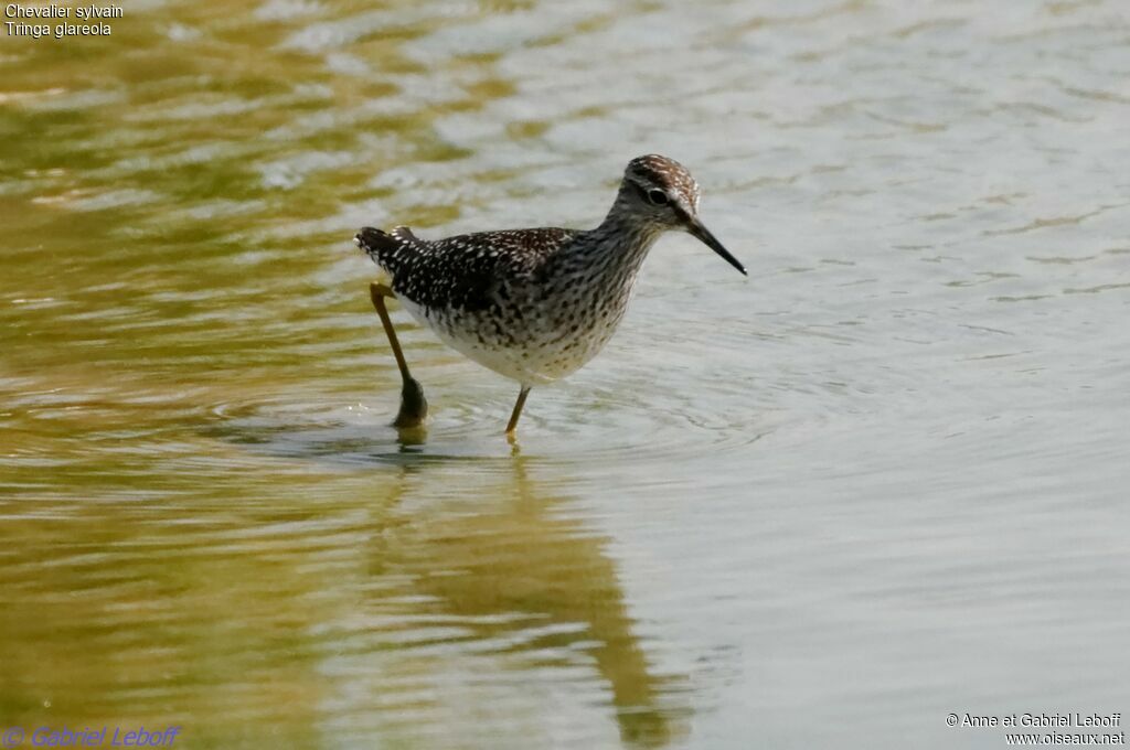 Wood Sandpiper