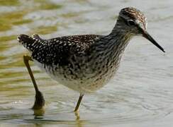 Wood Sandpiper