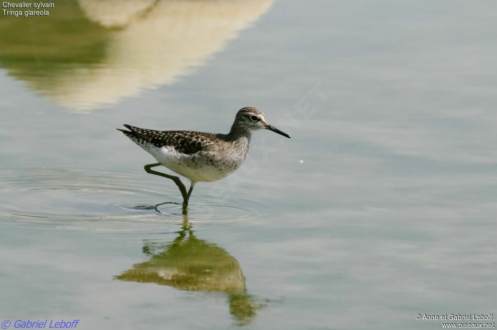 Wood Sandpiper