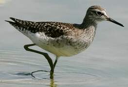 Wood Sandpiper