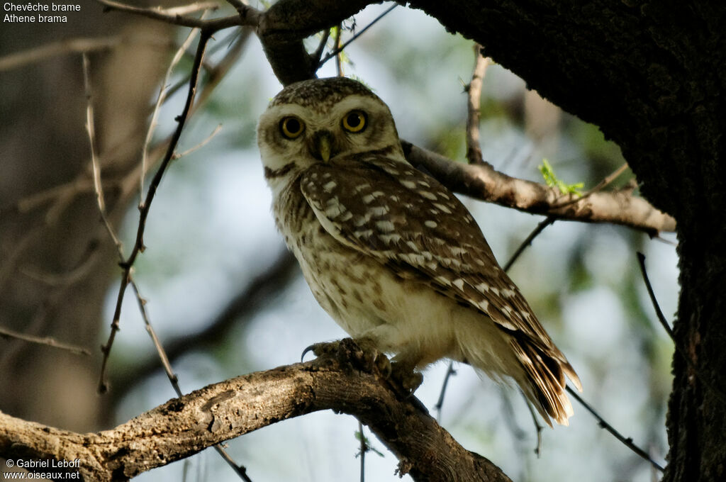 Spotted Owlet