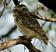 Spotted Owlet