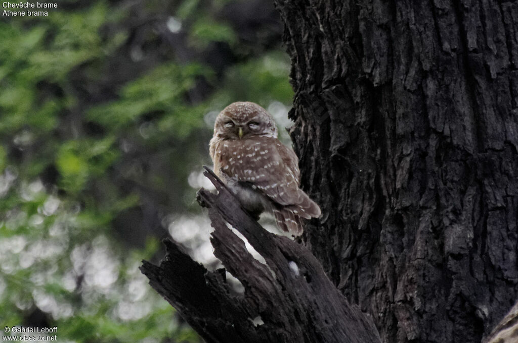 Spotted Owlet