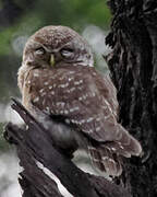 Spotted Owlet