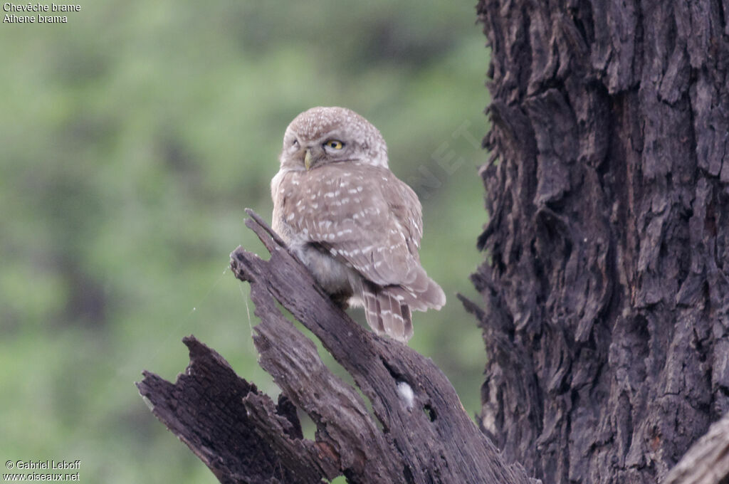 Spotted Owlet