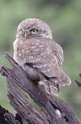 Spotted Owlet