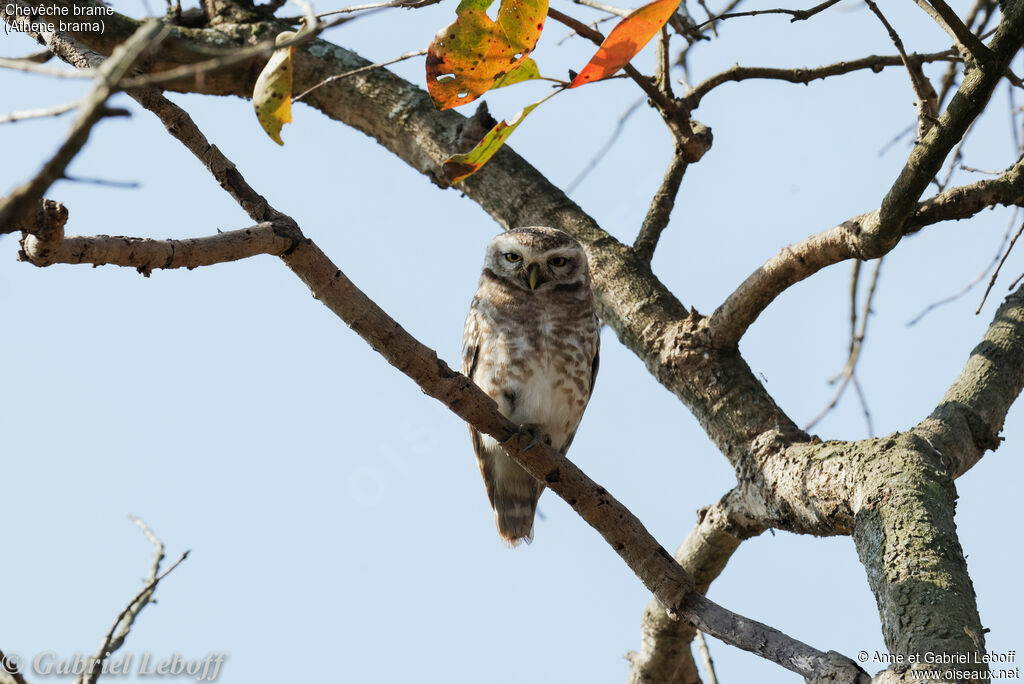 Spotted Owlet