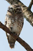 Spotted Owlet