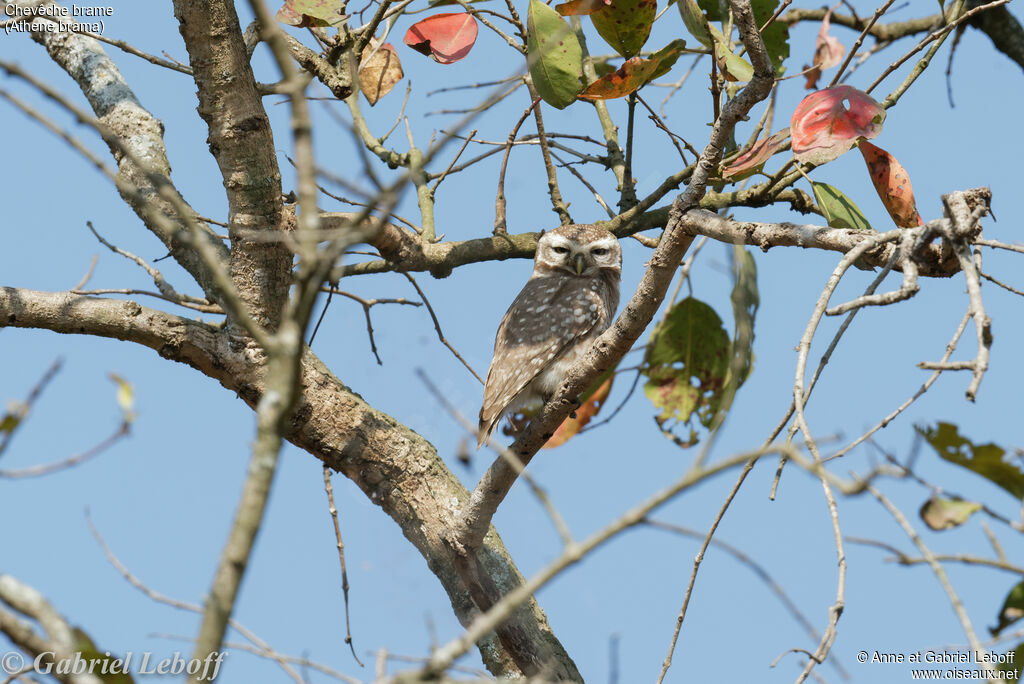 Spotted Owlet