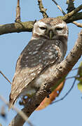 Spotted Owlet