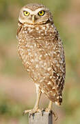 Burrowing Owl