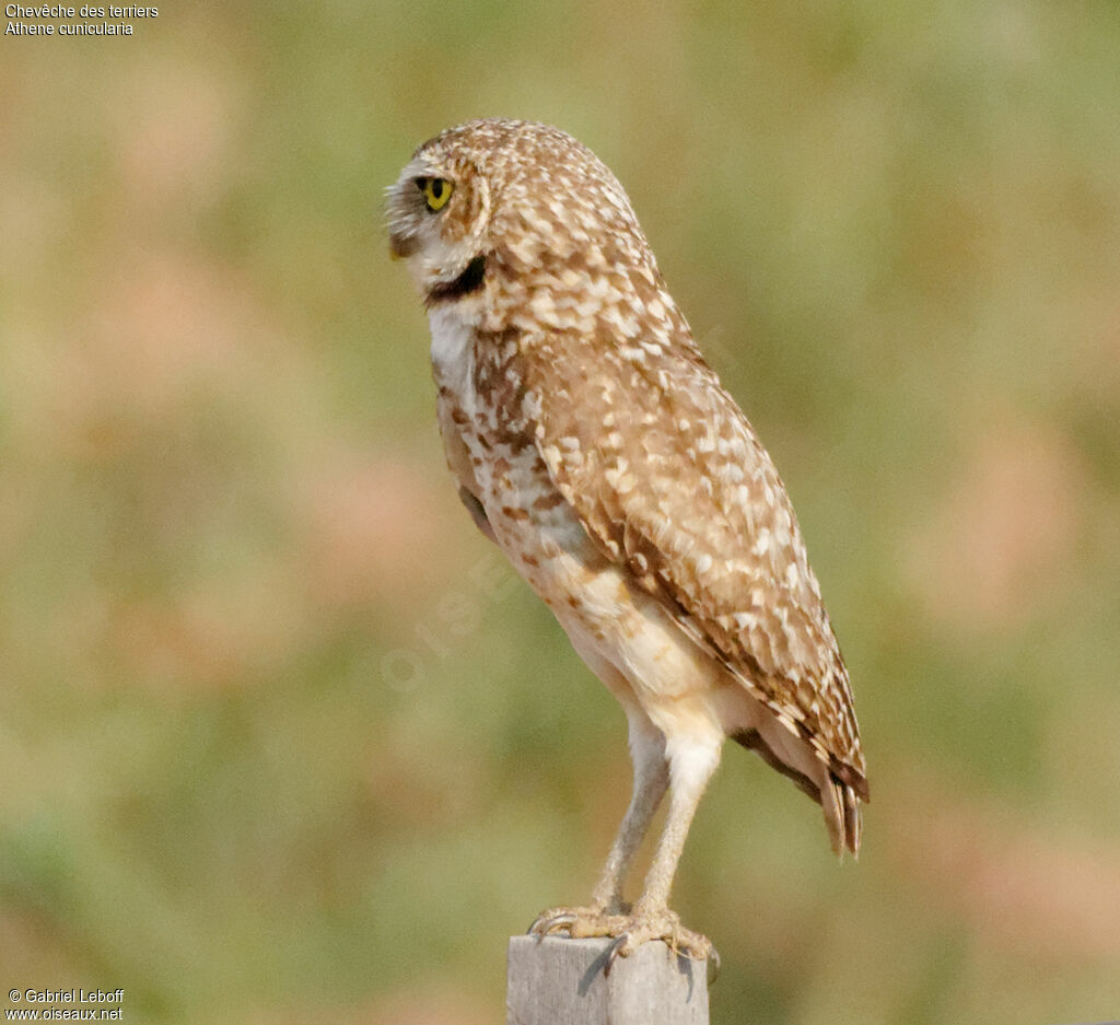 Burrowing Owl