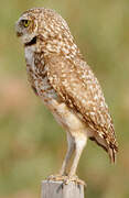 Burrowing Owl