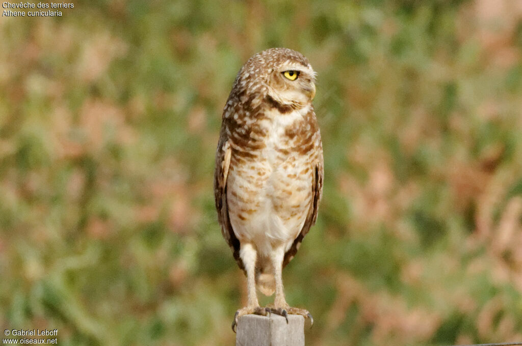 Burrowing Owl