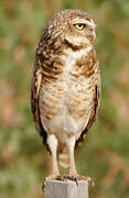 Burrowing Owl