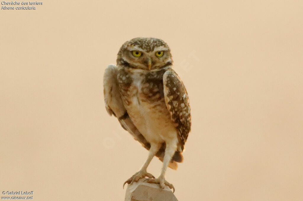 Burrowing Owl