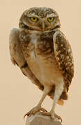 Burrowing Owl