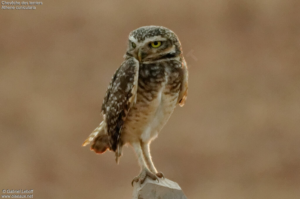 Burrowing Owl