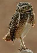 Burrowing Owl