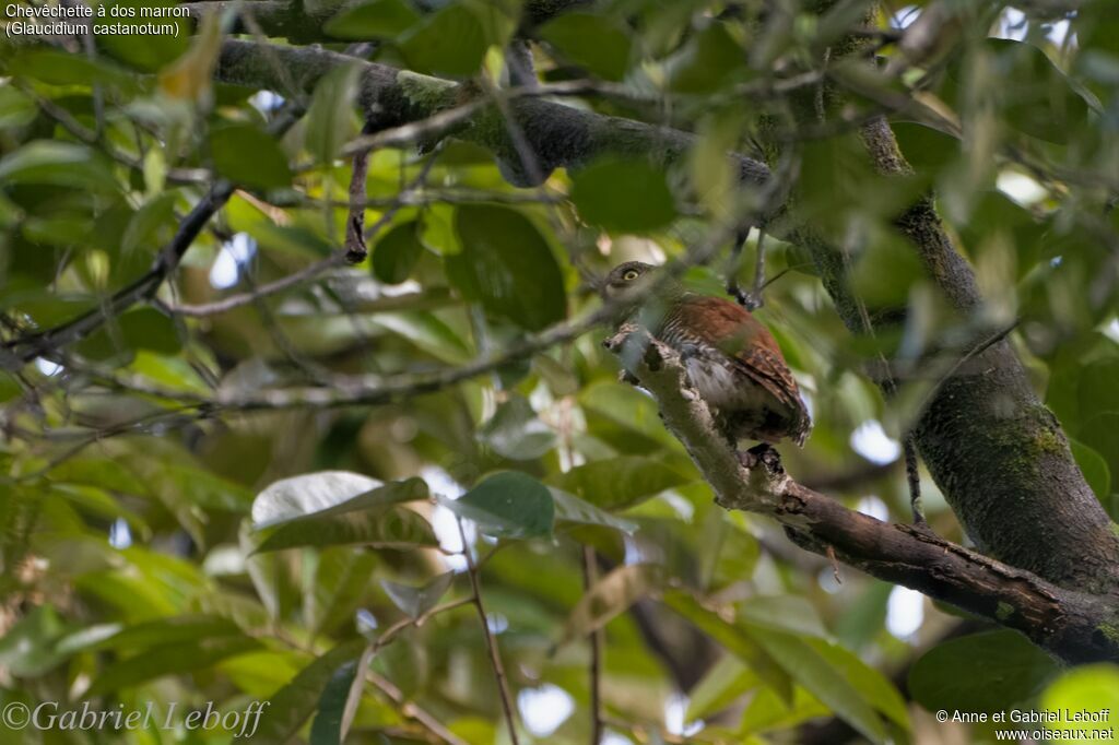 Chestnut-backed Owlet