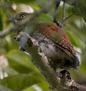 Chevêchette à dos marron