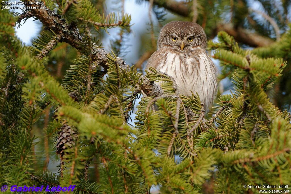 Eurasian Pygmy Owl male