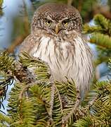 Eurasian Pygmy Owl