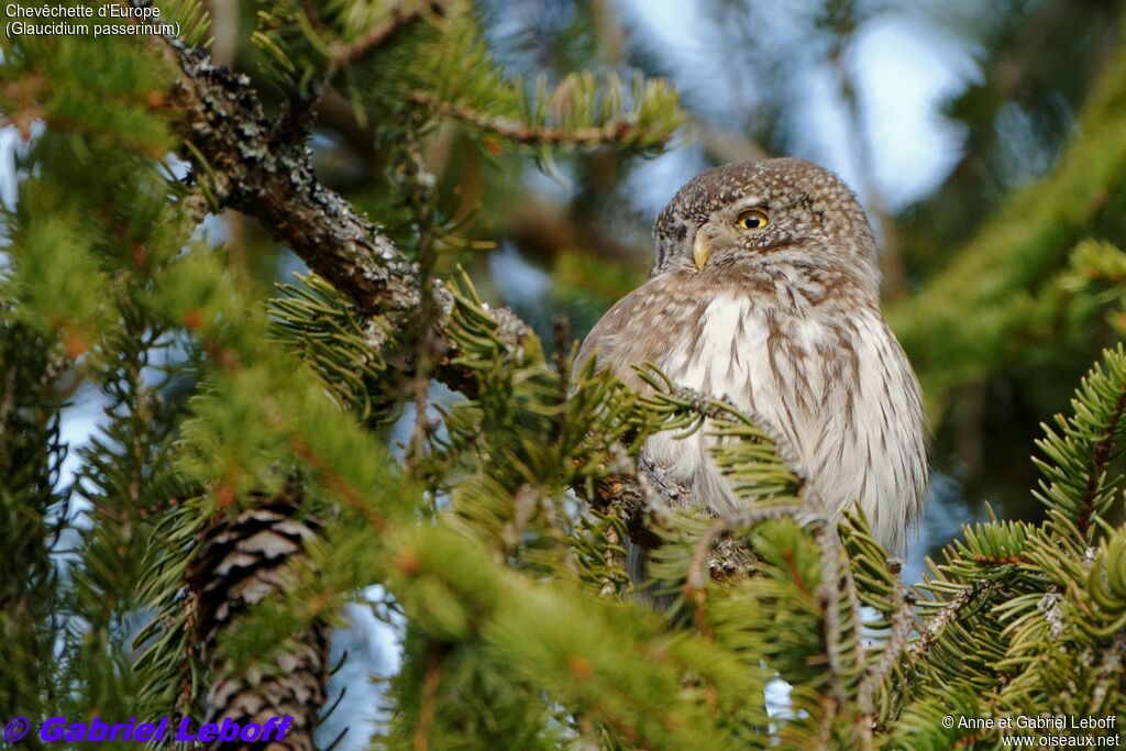 Eurasian Pygmy Owl male