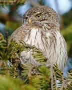 Eurasian Pygmy Owl