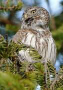 Eurasian Pygmy Owl