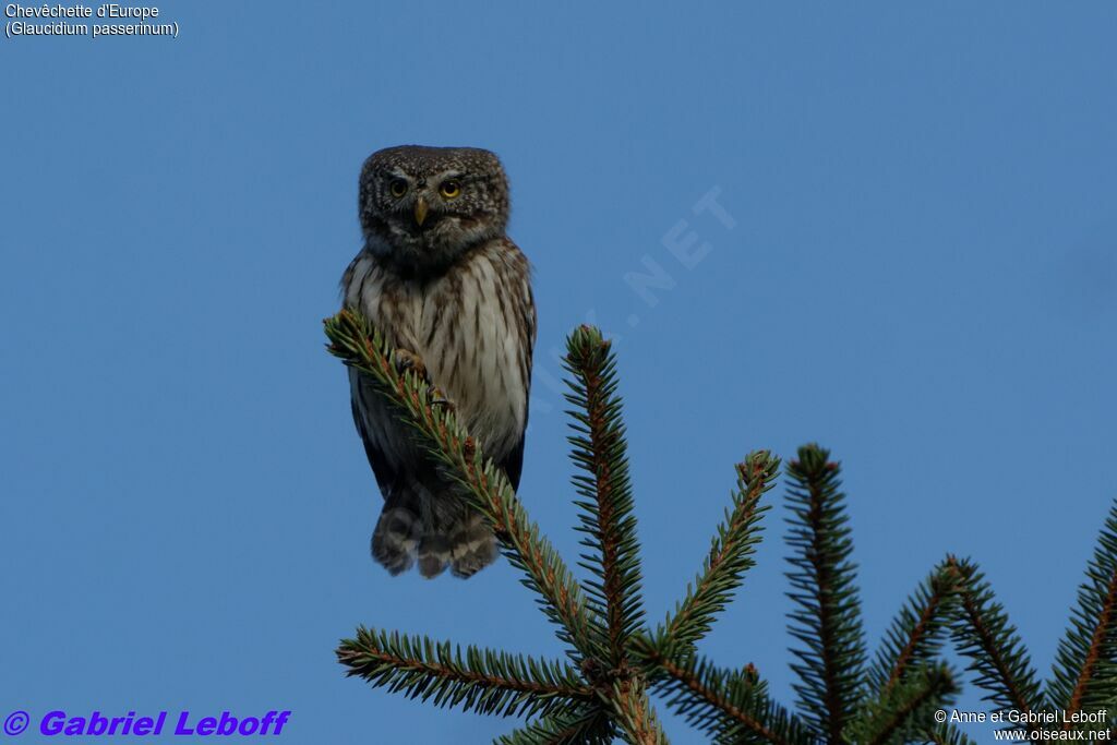 Eurasian Pygmy Owl male