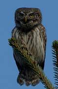 Eurasian Pygmy Owl