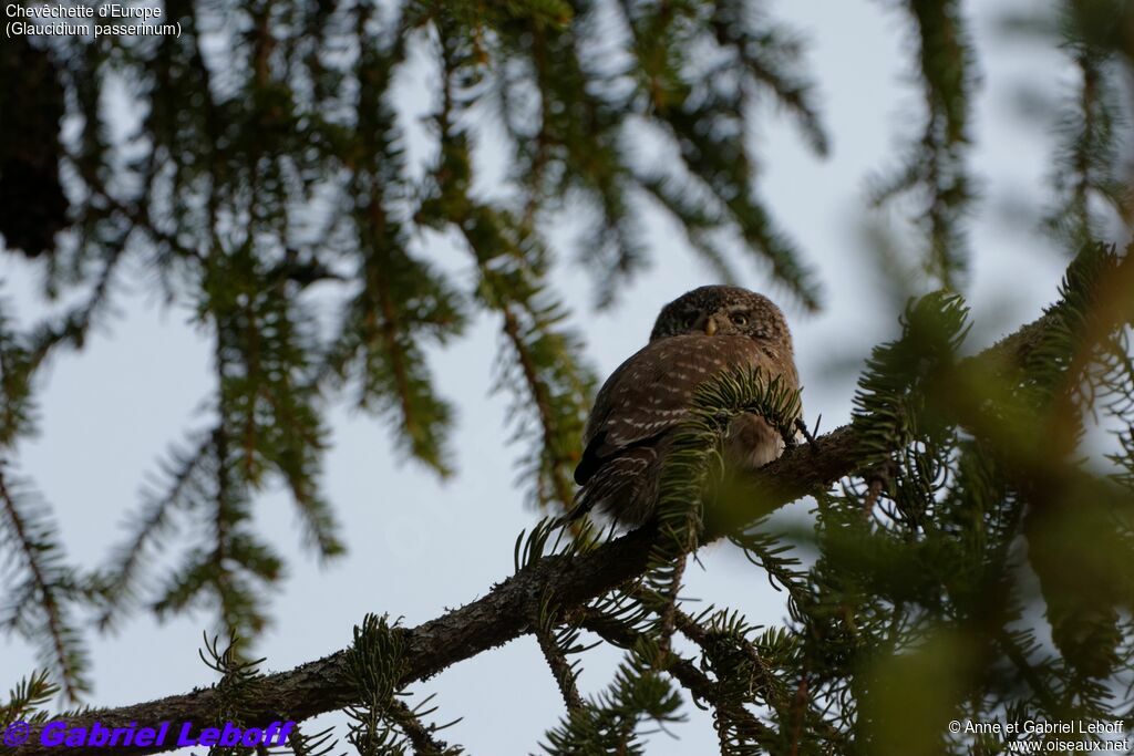 Eurasian Pygmy Owl male