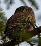 Eurasian Pygmy Owl