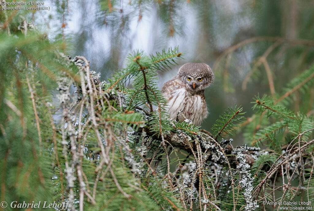 Eurasian Pygmy Owl