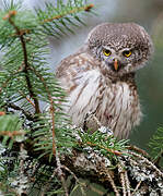 Eurasian Pygmy Owl