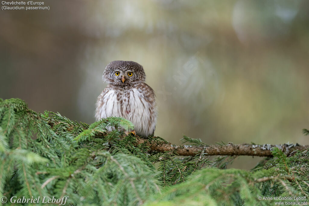 Eurasian Pygmy Owl