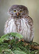 Eurasian Pygmy Owl