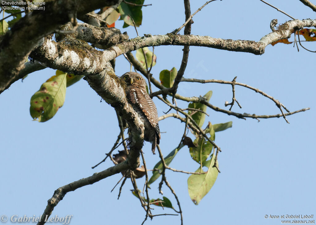 Jungle Owlet